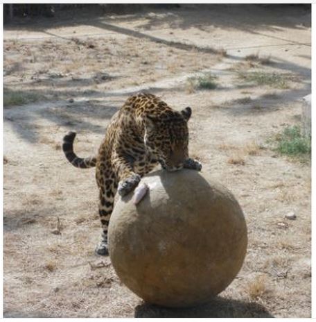 enriquecimiento ambiental de felinos con pelota gigante.