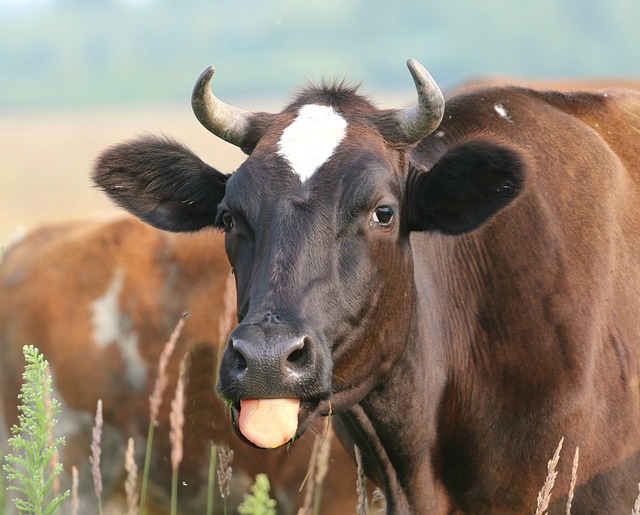 Cómo identificar enfermedades en ganado bovino