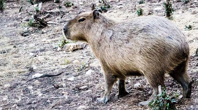 El capibara. Vídeo de enriquecimiento ambiental