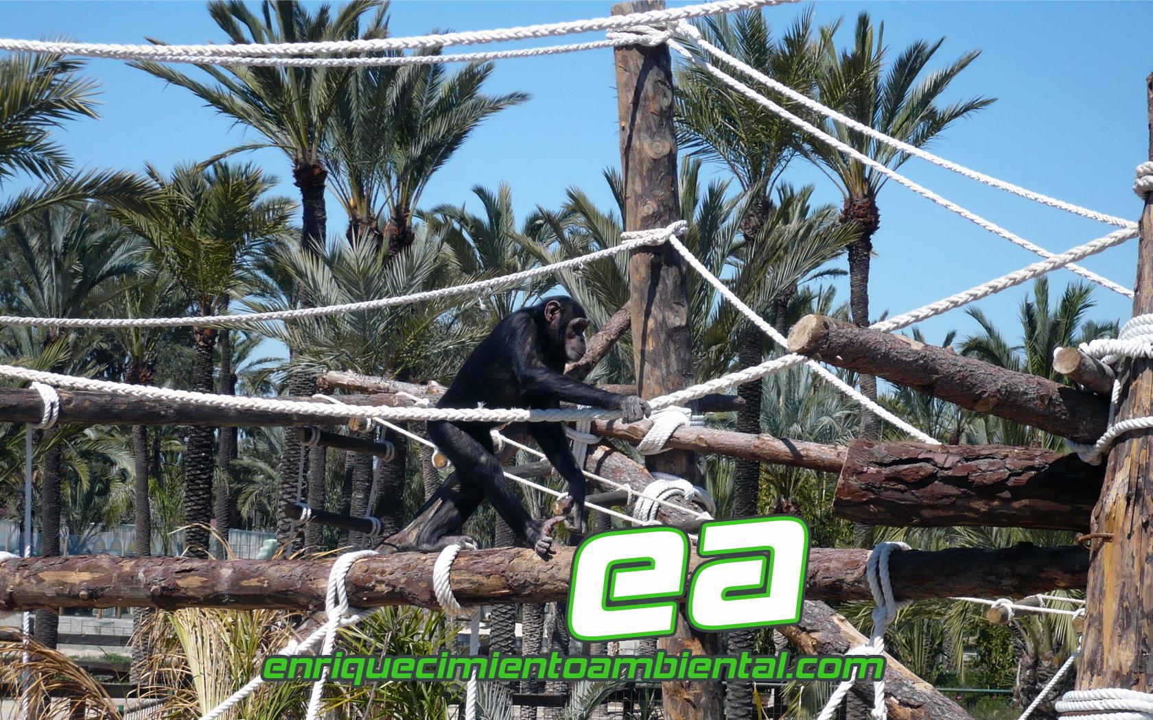 La isla de los chimpancés. Nuevas instalaciones en Rio Safari Elche