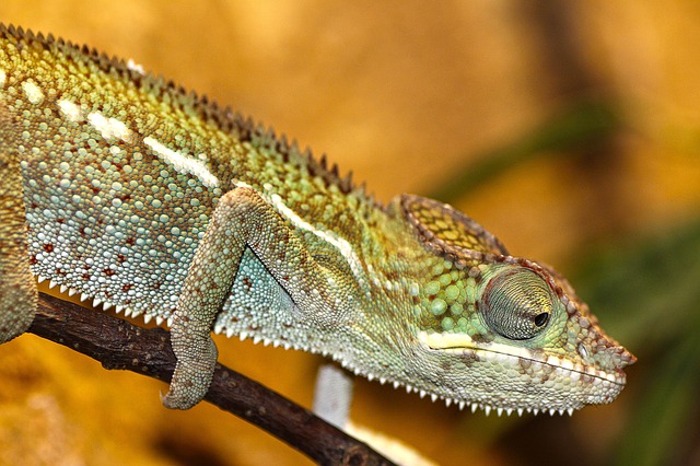 Localizar enfermedad y estrés en reptiles. Camaleón
