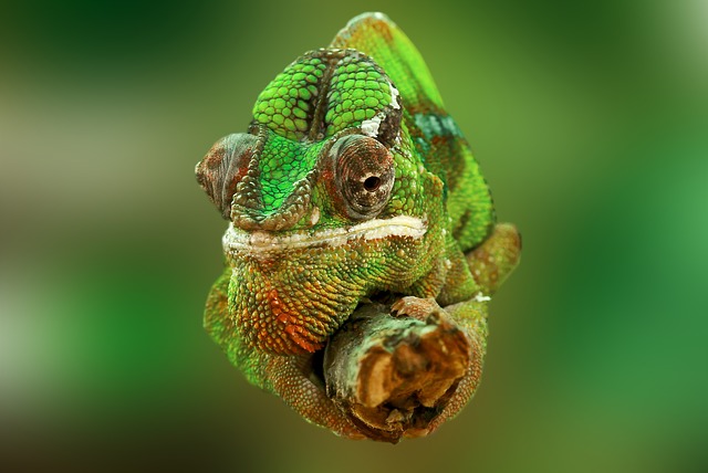 Localizar enfermedad y estrés en reptiles. Camaleón