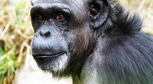 Conductas curiosas las de este chimpancé.