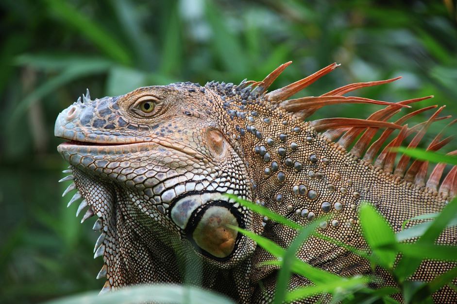 Patologías más comunes de iguanas en terrarios