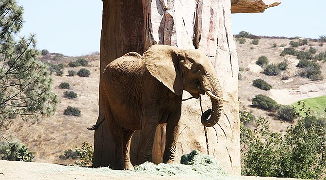 Enriquecimiento ambiental con elefantes