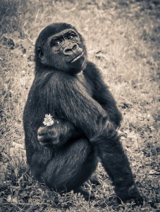 Vídeo de enriquecimiento ambiental para primates. gorila.