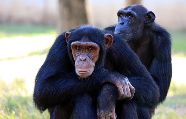 Juegos de enriquecimiento ambiental con primates