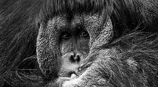 Nido de orangután “los monos también se hacen la cama”