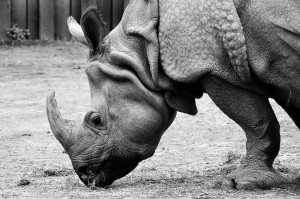 Imagen de rinoceronte Indio.