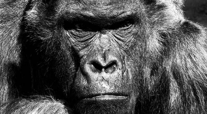 Reflexiones entre primates.