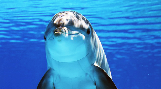 delfínidos: delfín mular