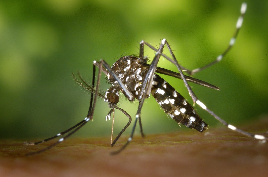 Mosquito tigre (Aedes albopictus) Un serio problema de zoonosis. Foto Wikipedia.
