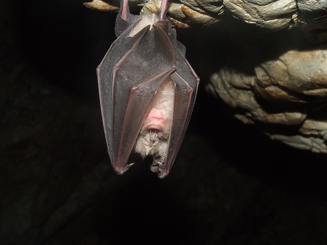 Cueva de los murciélagos. enriquecimientoambiental.com