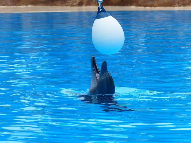 Delfín mular jugando en piscina.