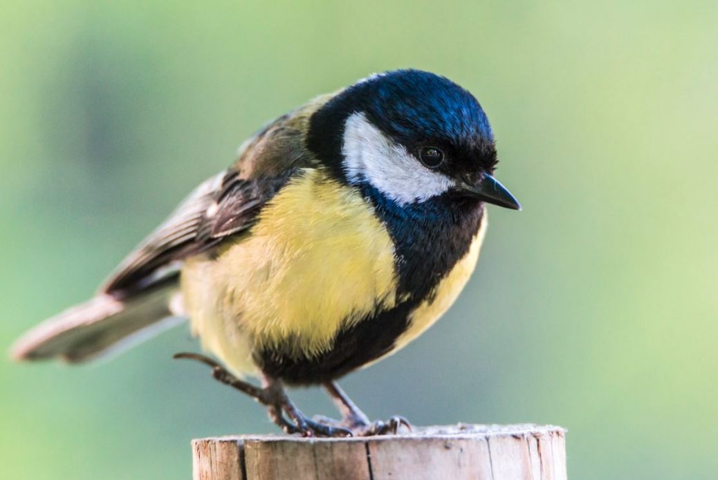 El método soluciona problemas en la determinación del sexo en pájaros.