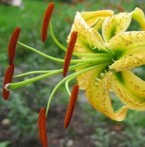 Liliáceas (Lilium spp )