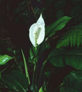 Lirio de la paz, espatifilo (Spatiphyllum spp)