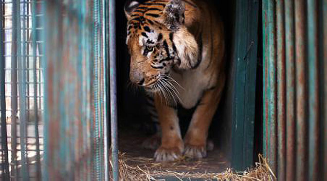 El tigre Laziz y el zoo de Gaza.
