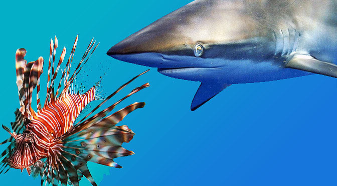 Entrenan tiburones contra especies invasoras.