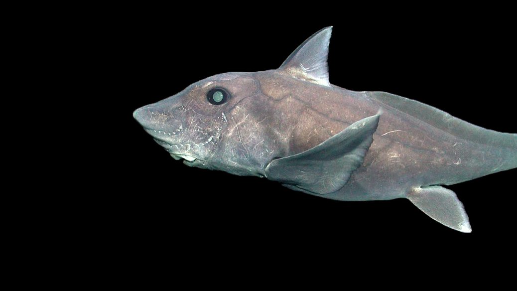 El tiburón fantasma fue descubierto por un ROV.