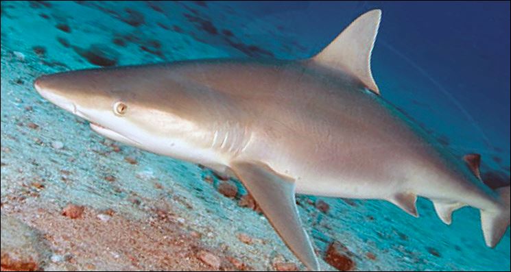iburones de morro negro o tiburón limón (Carcharhinus acronotus)