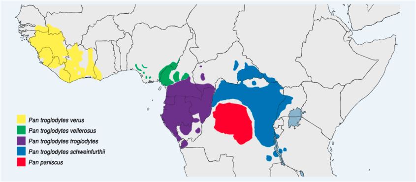 Distribución mundial del chimpancé en libertad.