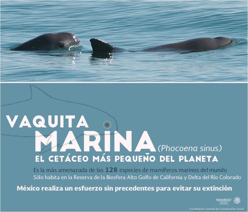 Las vaquitas marinas son tímidos y difíciles de encontrar, por lo que la Marina está utilizando delfines.