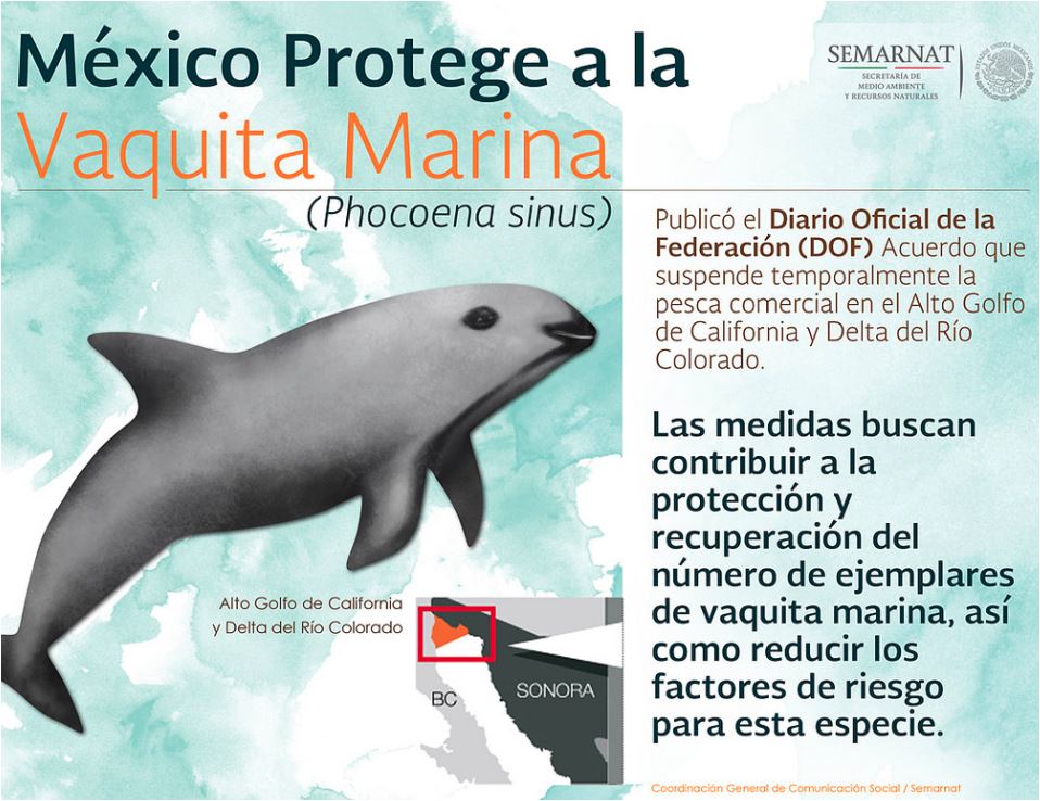 México protege a la vaquita marina. enriquecimientoambiental-com
