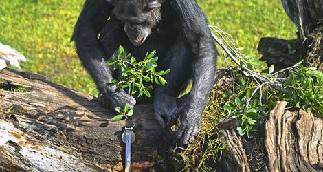Termiteros para chimpancés